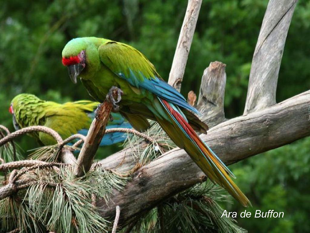 101PARC AUX OISEAUX DANS L AIN 2016 2_000022.jpg